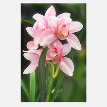 Load image into Gallery viewer, Full Diamond Painting kit | Flower Orchids