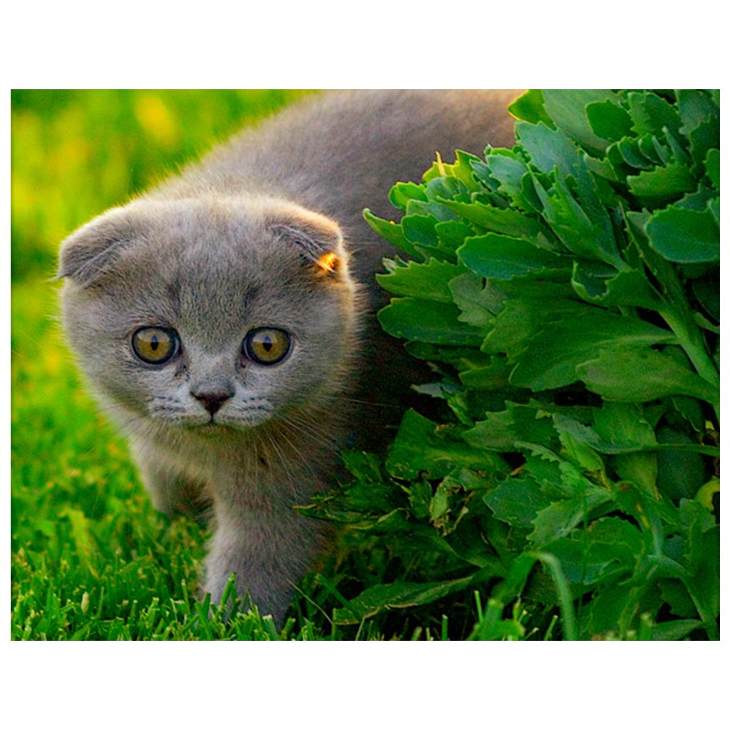 Full Diamond Painting kit | Cute Russian Blue cat