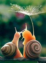 Load image into Gallery viewer, Full Diamond Painting kit | Romantic snails
